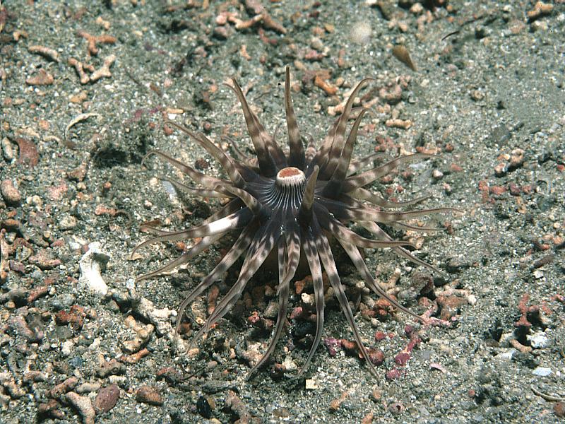 Представитель Семейства Haloclavidae